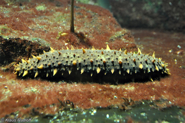 Hải sâm và thế giới cực lạ ít người biết đến - Hình 6 Hai sam va the gioi cuc la it nguoi biet den-Hinh-6