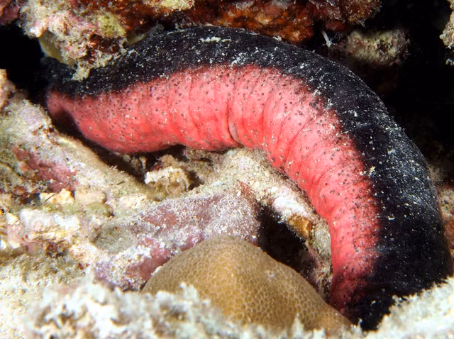 Hai sam va the gioi cuc la it nguoi biet den-Hinh-4