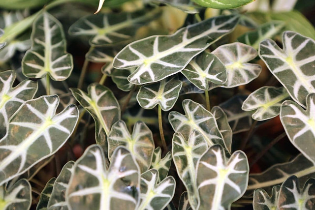 Cây họ Ráy và những điều bất ngờ ít người biết - Hình 6 Cay ho Ray va nhung dieu bat ngo it nguoi biet-Hinh-6