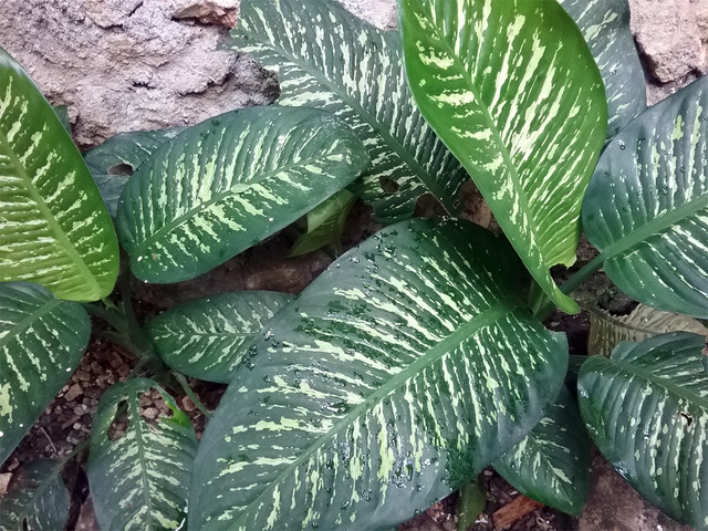 Cây họ Ráy và những điều bất ngờ ít người biết - Hình 8 Cay ho Ray va nhung dieu bat ngo it nguoi biet-Hinh-8