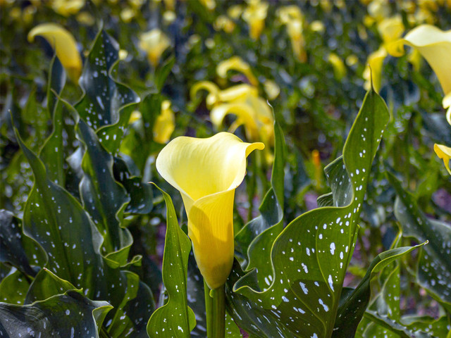 Cây họ Ráy và những điều bất ngờ ít người biết - Hình 9 Cay ho Ray va nhung dieu bat ngo it nguoi biet-Hinh-9