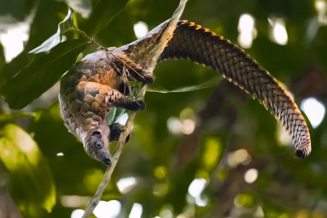 Khám phá 8 loài tê tê cực hiếm còn tồn tại trên trái đất - Hình 8 Kham pha 8 loai te te cuc hiem con ton tai tren trai dat-Hinh-8