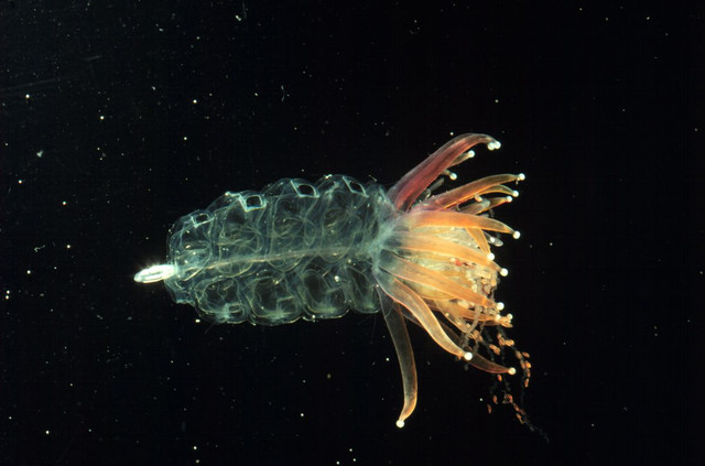 Giải mã thế giới bí hiểm của các loải thủy tức - Hình 6 Giai ma the gioi bi hiem cua cac loai thuy tuc-Hinh-6