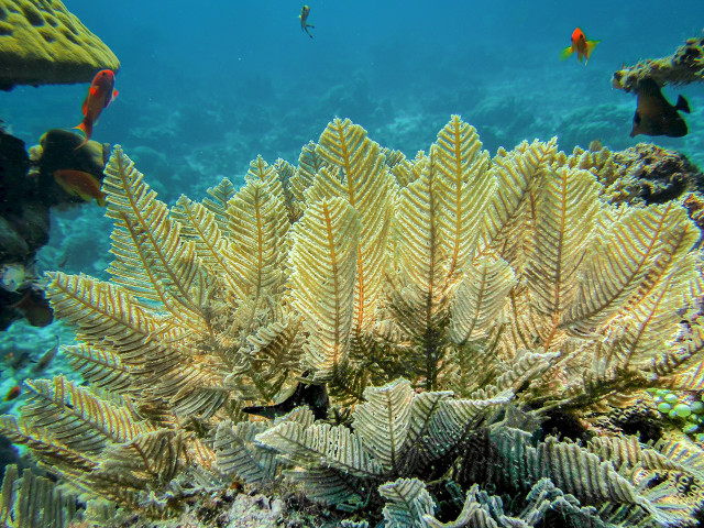 Giải mã thế giới bí hiểm của các loải thủy tức - Hình 11 Giai ma the gioi bi hiem cua cac loai thuy tuc-Hinh-11