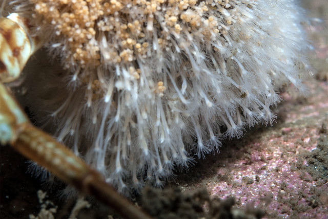 Giải mã thế giới bí hiểm của các loải thủy tức - Hình 3 Giai ma the gioi bi hiem cua cac loai thuy tuc-Hinh-3