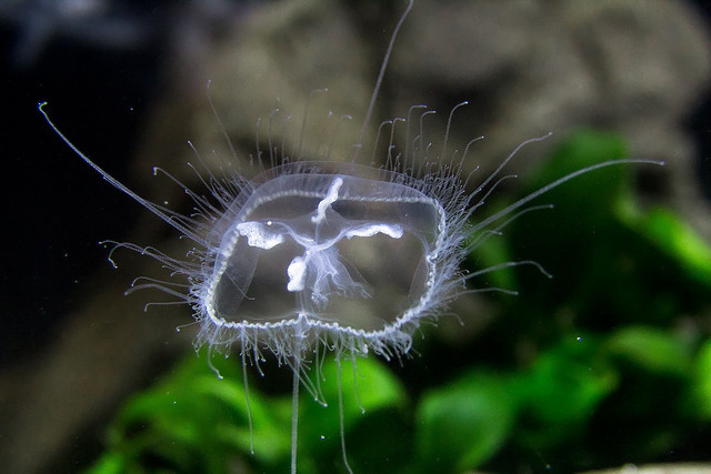 Giải mã thế giới bí hiểm của các loải thủy tức - Hình 5 Giai ma the gioi bi hiem cua cac loai thuy tuc-Hinh-5