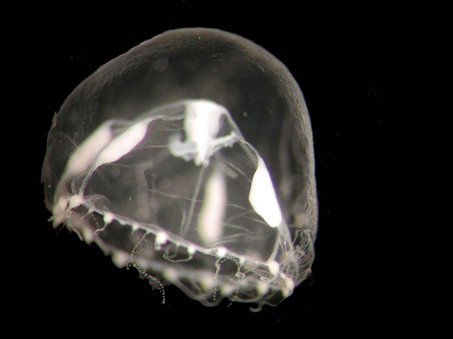 Giải mã thế giới bí hiểm của các loải thủy tức - Hình 9 Giai ma the gioi bi hiem cua cac loai thuy tuc-Hinh-9