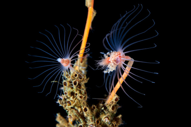 Giải mã thế giới bí hiểm của các loải thủy tức - Hình 4 Giai ma the gioi bi hiem cua cac loai thuy tuc-Hinh-4