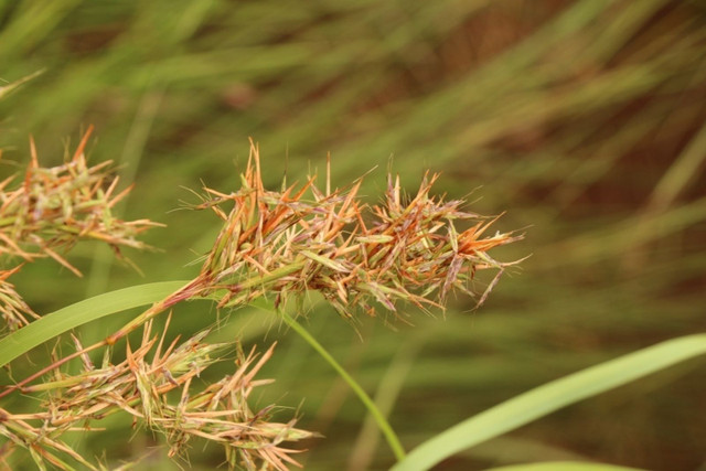 Ung dung cuc thu vi cua cac loai co dai trong cuoc song-Hinh-10