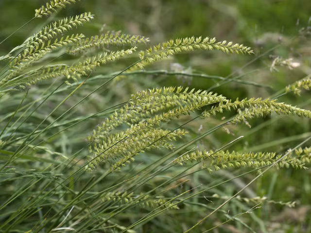 Ung dung cuc thu vi cua cac loai co dai trong cuoc song-Hinh-4