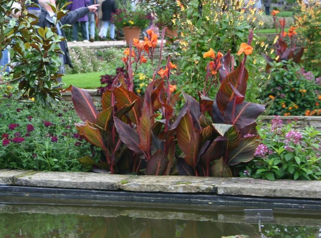 Vẻ đẹp khó cưỡng của loài chuối đỏ như máu, nổi bần bật Ve dep kho cuong cua loai chuoi do nhu mau, noi ban bat