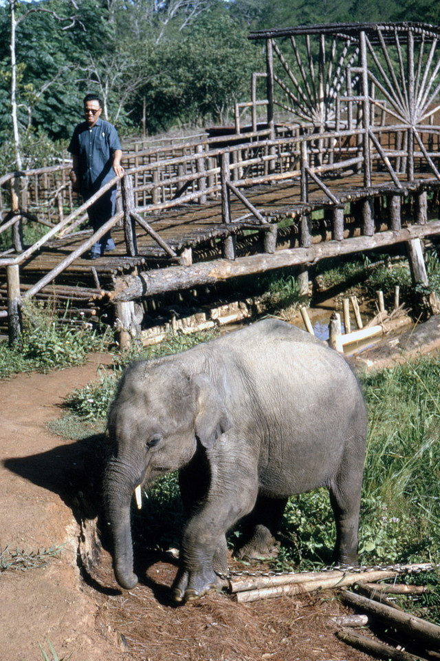 Ngắm Đà Lạt năm 1963 cực sinh động qua loạt ảnh hiếm - Hình 7 Ngam Da Lat nam 1963 cuc sinh dong qua loat anh hiem-Hinh-7