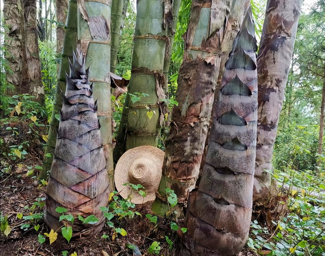 Khó tin về loài tre lớn nhất thế giới mọc ở Việt Nam - Hình 10 Kho tin ve loai tre lon nhat the gioi moc o Viet Nam-Hinh-10