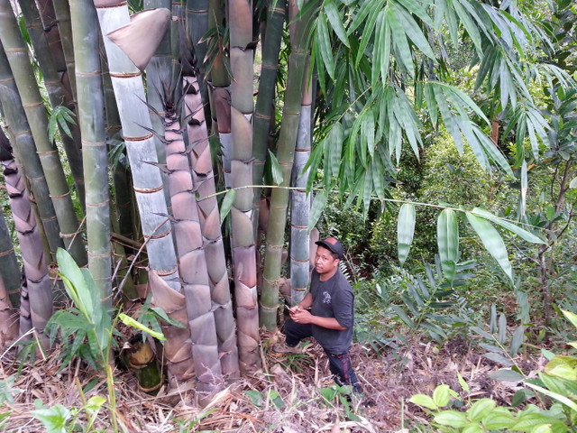 Khó tin về loài tre lớn nhất thế giới mọc ở Việt Nam - Hình 2 Kho tin ve loai tre lon nhat the gioi moc o Viet Nam-Hinh-2