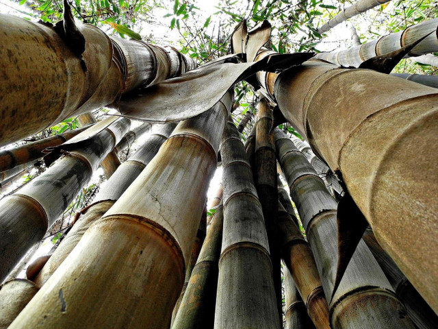 Khó tin về loài tre lớn nhất thế giới mọc ở Việt Nam - Hình 4 Kho tin ve loai tre lon nhat the gioi moc o Viet Nam-Hinh-4