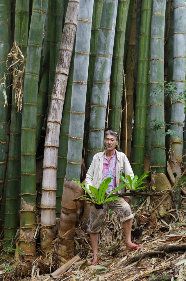 Khó tin về loài tre lớn nhất thế giới mọc ở Việt Nam - Hình 11 Kho tin ve loai tre lon nhat the gioi moc o Viet Nam-Hinh-11