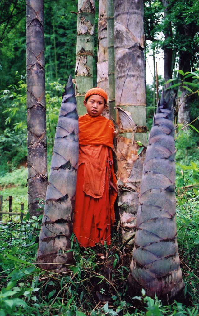 Khó tin về loài tre lớn nhất thế giới mọc ở Việt Nam - Hình 6 Kho tin ve loai tre lon nhat the gioi moc o Viet Nam-Hinh-6