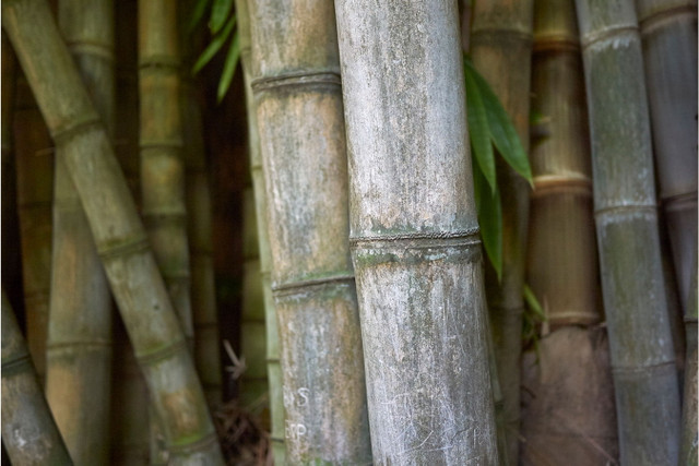 Khó tin về loài tre lớn nhất thế giới mọc ở Việt Nam - Hình 9 Kho tin ve loai tre lon nhat the gioi moc o Viet Nam-Hinh-9