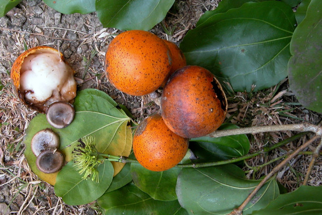 5 loai qua kich doc, an vao chet nhu choi o Viet Nam-Hinh-6