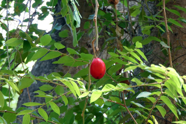 5 loai qua kich doc, an vao chet nhu choi o Viet Nam-Hinh-7