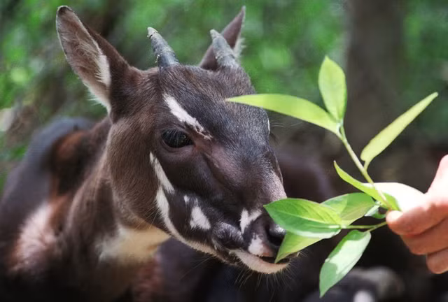 Linh vat SEA Games 31 Sao La Viet Nam tuong trung cho dieu gi?-Hinh-2