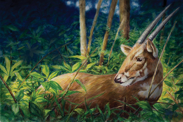 Linh vật SEA Games 31 Sao La Việt Nam tượng trưng cho điều gì? - Hình 3 Linh vat SEA Games 31 Sao La Viet Nam tuong trung cho dieu gi?-Hinh-3