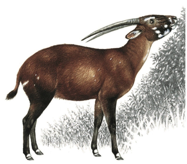 Linh vật SEA Games 31 Sao La Việt Nam tượng trưng cho điều gì? - Hình 5 Linh vat SEA Games 31 Sao La Viet Nam tuong trung cho dieu gi?-Hinh-5