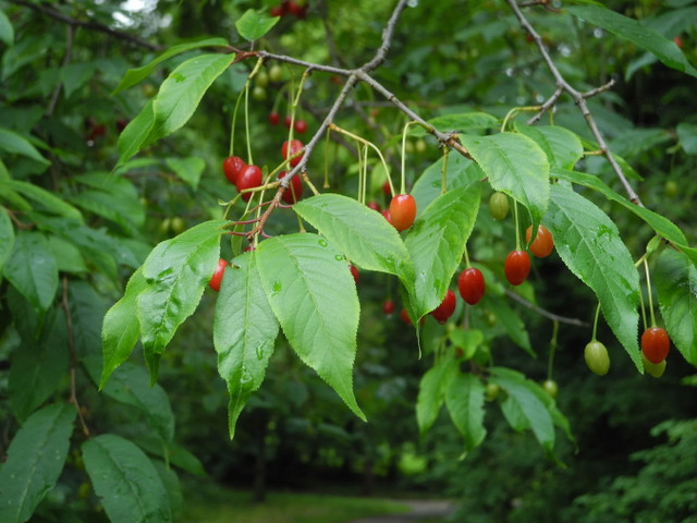 Chùm ảnh cây Anh đào Tây Tạng nổi tiếng - Hình 6 Chum anh cay Anh dao Tay Tang noi tieng-Hinh-6
