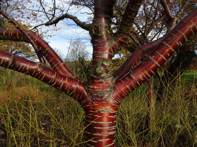 Chùm ảnh cây Anh đào Tây Tạng nổi tiếng - Hình 10 Chum anh cay Anh dao Tay Tang noi tieng-Hinh-10