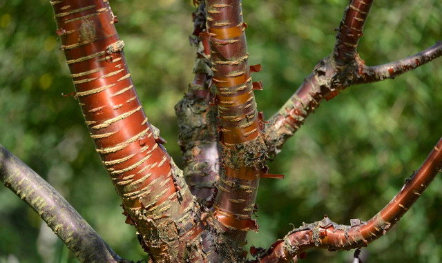 Chùm ảnh cây Anh đào Tây Tạng nổi tiếng - Hình 11 Chum anh cay Anh dao Tay Tang noi tieng-Hinh-11