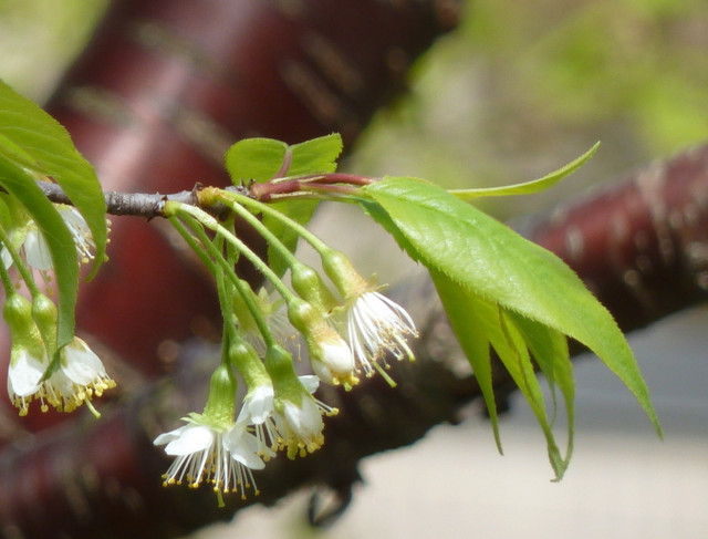 Chùm ảnh cây Anh đào Tây Tạng nổi tiếng - Hình 5 Chum anh cay Anh dao Tay Tang noi tieng-Hinh-5