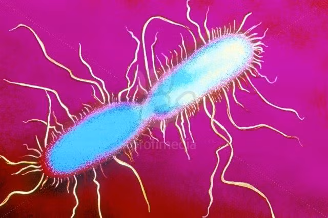 Bi an dich benh 'nuoc tieu den' giet 15 trieu nguoi nhu nao?-Hinh-8