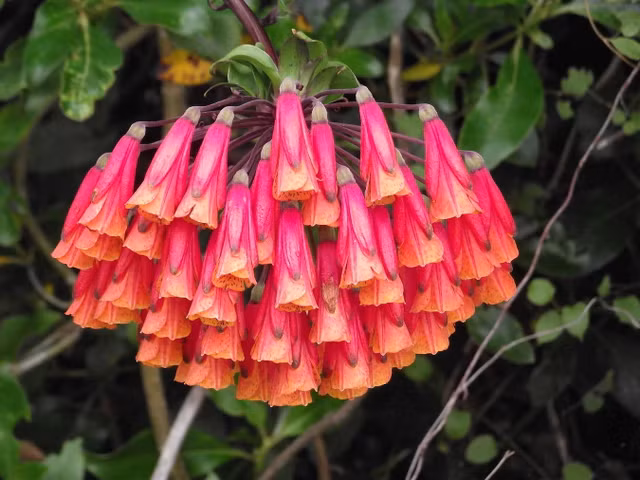 Bat ngo nhung&nbsp;loai hoa loa ken doc la nhat the gioi-Hinh-5