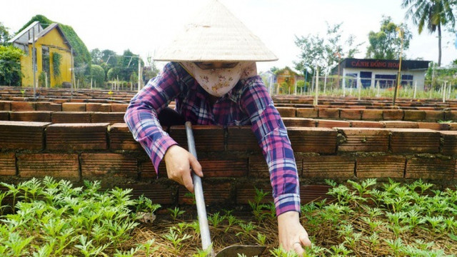 Nong dan phap phong lo e mua hoa Tet 2024