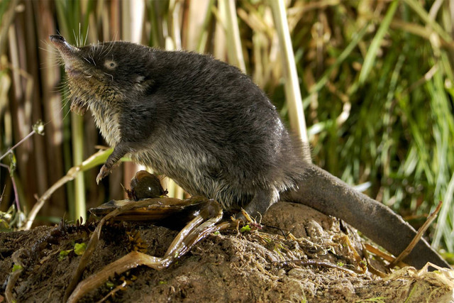 Các loài chuột chũi và loạt sự thật đầy bất ngờ ít ai biết - Hình 7 Cac loai chuot chui va loat su that day bat ngo it ai biet-Hinh-7