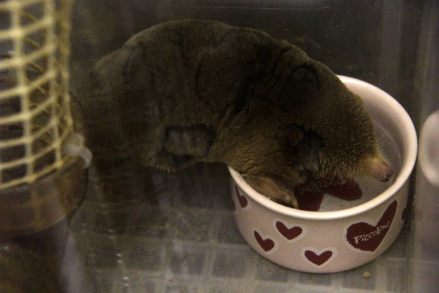 Các loài chuột chũi và loạt sự thật đầy bất ngờ ít ai biết - Hình 5 Cac loai chuot chui va loat su that day bat ngo it ai biet-Hinh-5