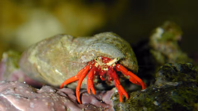 Su ky thu cua cac loai cua khien nhieu nguoi kinh ngac-Hinh-2