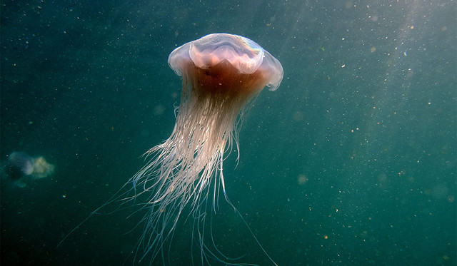 Mê mẩn thế giới đẹp như tranh vẽ của các loài sứa - Hình 5 Me man the gioi dep nhu tranh ve cua cac loai sua-Hinh-5