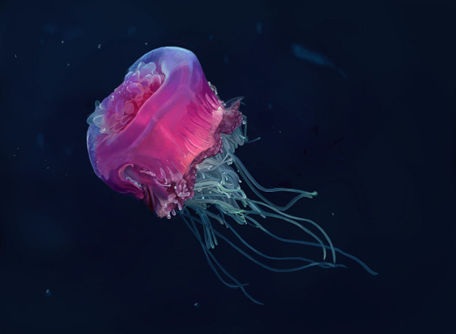 Mê mẩn thế giới đẹp như tranh vẽ của các loài sứa - Hình 6 Me man the gioi dep nhu tranh ve cua cac loai sua-Hinh-6