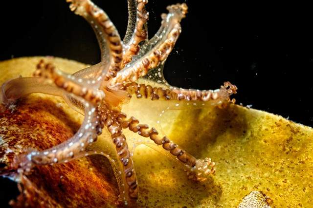 Mê mẩn thế giới đẹp như tranh vẽ của các loài sứa - Hình 9 Me man the gioi dep nhu tranh ve cua cac loai sua-Hinh-9