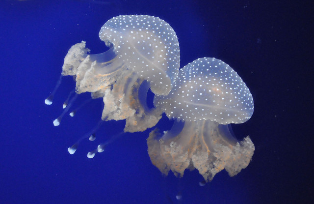 Mê mẩn thế giới đẹp như tranh vẽ của các loài sứa - Hình 2 Me man the gioi dep nhu tranh ve cua cac loai sua-Hinh-2