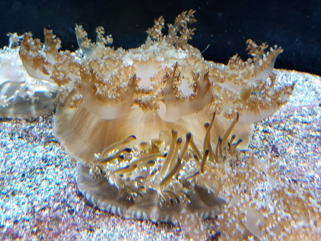 Mê mẩn thế giới đẹp như tranh vẽ của các loài sứa - Hình 8 Me man the gioi dep nhu tranh ve cua cac loai sua-Hinh-8