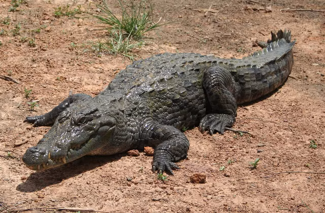 27 loai ca sau la nhung sat thu dang so con ton tai-Hinh-5