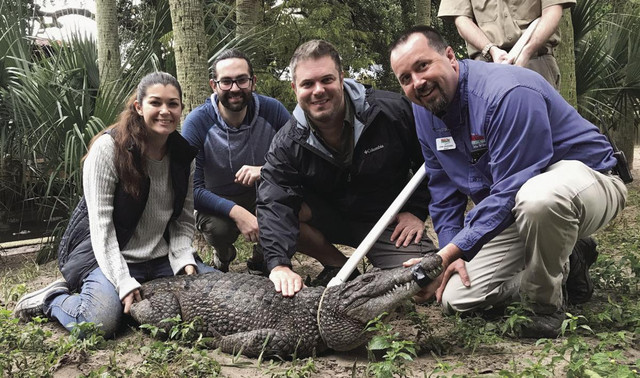 27 loài cá sấu là những sát thủ đáng sợ còn tồn tại - Hình 12 27 loai ca sau la nhung sat thu dang so con ton tai-Hinh-12