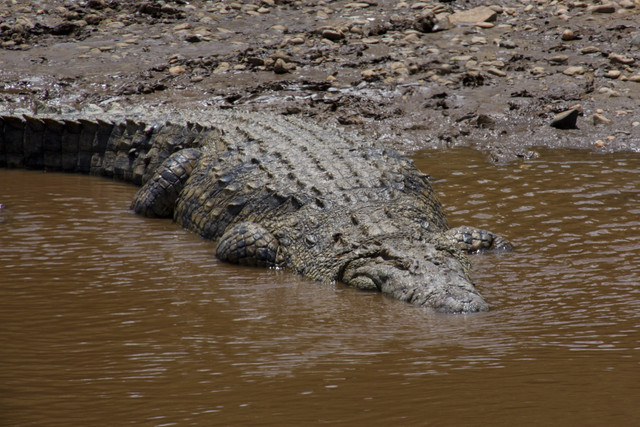 27 loài cá sấu là những sát thủ đáng sợ còn tồn tại - Hình 4 27 loai ca sau la nhung sat thu dang so con ton tai-Hinh-4