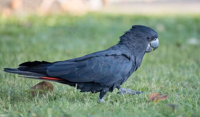 Chiem nguong nhung loai vet doc dao nhat the gioi-Hinh-3