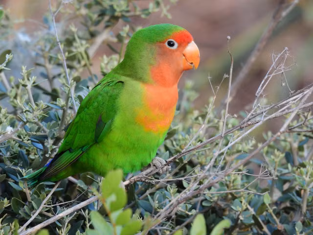 Chiem nguong nhung loai vet doc dao nhat the gioi-Hinh-12