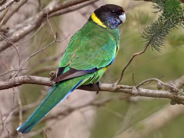 Chiem nguong nhung loai vet doc dao nhat the gioi-Hinh-6