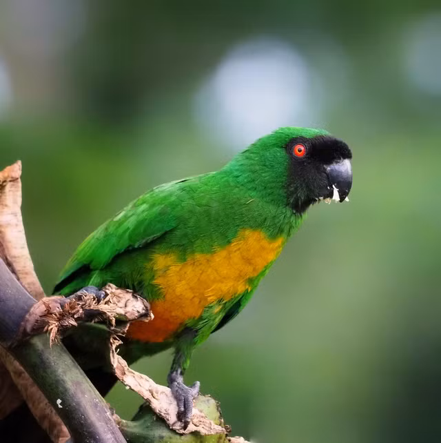 Chiem nguong nhung loai vet doc dao nhat the gioi-Hinh-10