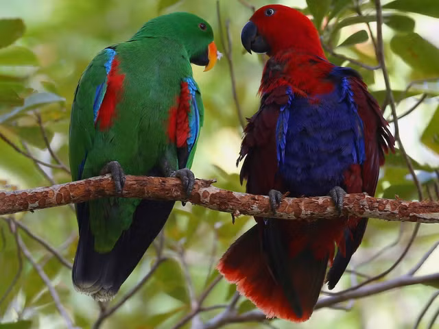 Chiem nguong nhung loai vet doc dao nhat the gioi-Hinh-7